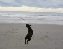 Chuckit Flying Squirrell -Sport Verkoop 070ea5e31c53e6772d28af2adff6e07d6610beda