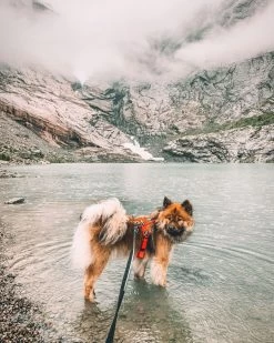 Non-stop Dogwear Non Stop Dogwear Line Harnas Fel Oranje -Sport Verkoop 094311a49c45c0bc6946e5b32fb0acf574bfc292