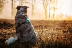 Orbiloc Dog Dual Light Turquoise -Sport Verkoop 094dc3637c32f502da49f579a5646d50c2b0d3ee