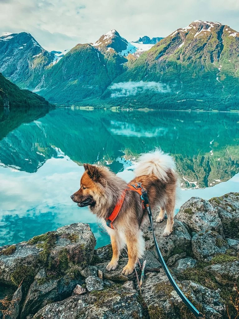 Non-stop Dogwear Non Stop Dogwear Strong Leash Looplijn 4 Non-stop Dogwear Non Stop Dogwear Strong Leash Looplijn - Afbeelding 2