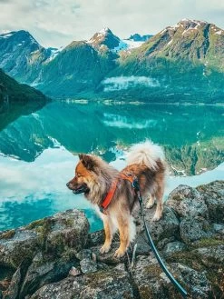 Non-stop Dogwear Non Stop Dogwear Line Harnas Fel Oranje -Sport Verkoop 0a5d8257e3e1e54bbd066ad0fcdba9a0631a8b64