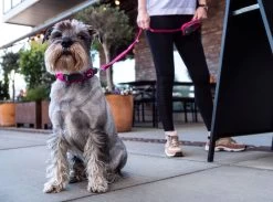 Dog Copenhagen Urban Freestyle Hondenriem Roze (2020) -Sport Verkoop 0ab79d46b8b26c460e130b3b957cad026c1fe7ef