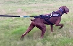 Non-stop Dogwear Non Stop Dogwear Freemotion Harnas ZWART -Sport Verkoop 14f9da30e83df0de81a39eae05547f590db08094