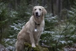 Orbiloc Dog Dual Light Donkergrijs -Sport Verkoop 16839b42cd546253ac28e4505f5d68dea585d2c7