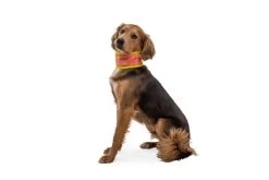 Ruffwear Swamp Cooler Cooling Neck Gaiter Salmon Pink/ Blue Mist -Sport Verkoop 1f7a2cec87d29b5df31886d8b01a4471f60573fa