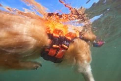 Non-stop Dogwear Non Stop Protector Life Jacket Zwemvest -Sport Verkoop 21a7dc413be204e63785531ff2e0958234efd634