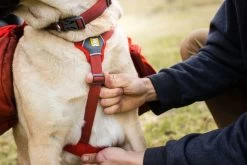 Ruffwear Palisades Pack Rugzak Red Sumac 2.0 -Sport Verkoop 2c6112ae243eceae2e9c772130fe694e6cf39419