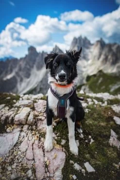 Non-stop Dogwear Non Stop Dogwear Line Harnas Paars -Sport Verkoop 2ef2ed8ece28af6314a31d9bcb140ad56c1d7a0d