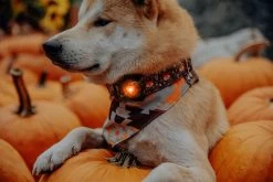 Orbiloc Dog Dual Light Amber -Sport Verkoop 3c906b25568e230e11467cd3063ba8c2c4e86718