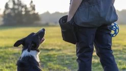 Pinewood Dog Sport Bag Beloningstas -Sport Verkoop 47bcc814770c9e51a76b297f5b3d3a982d3514d6