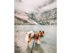 Non-stop Dogwear Non Stop Dogwear Line Harnas 5.0 Feloranje -Sport Verkoop 4be41d8afd270d03657b954d92cb1a48d9b00887