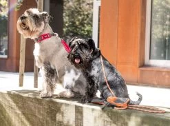 Dog Copenhagen Urban Rope Leash Oranje -Sport Verkoop 4d6c864e8b71f1a9a441eafc458d6aac1a861914 1