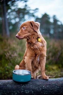 Orbiloc Dog Dual Light Geel -Sport Verkoop 52627a99f7ec264d46d8f94668bce3f295dd0085