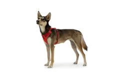 Ruffwear Front Range Harnas Red Sumac -Sport Verkoop 5516a72d1db68b3f1d419d00ca42b830952b16a4
