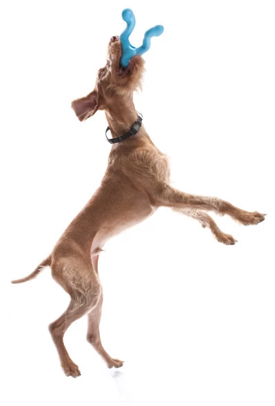 West Paw Zogoflex Tizzi 4 West Paw Zogoflex Tizzi - Afbeelding 2