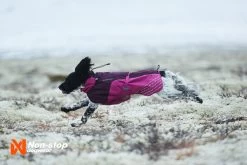 Non-stop Dogwear Non Stop Dogwear Glacier Jacket Paars 12 Non-stop Dogwear Non Stop Dogwear Glacier Jacket Paars -Sport Verkoop 5d2a877c2045fab8bf6eef3499f0ad13ba567d15