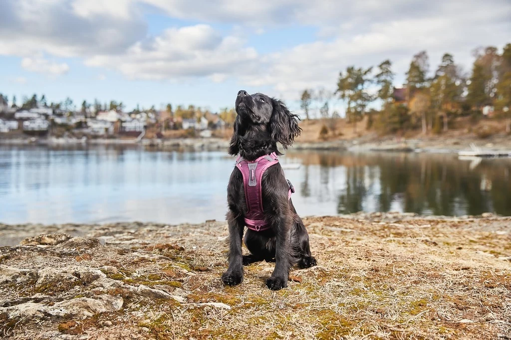 Non-stop Dogwear Non Stop Dogwear Ramble Harnas Paars 4 Non-stop Dogwear Non Stop Dogwear Ramble Harnas Paars - Afbeelding 2