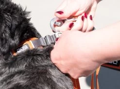 Dog Copenhagen Urban Freestyle Hondenriem Oranje (2020) -Sport Verkoop 6e1cc01b4dcab3dd653b0b87d900bfd380cd2e7b