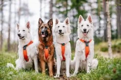 Non-stop Dogwear Non Stop Dogwear Line Harnas Fel Oranje -Sport Verkoop 74ac38a4f39748db92d1815ae7f368c5a1d1b945