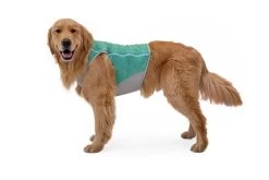 Ruffwear Swamp Cooler Zip Cooling Dog Vest Aurora Teal -Sport Verkoop 752beaeee6a79e593da5b11b5999eba237c235c5