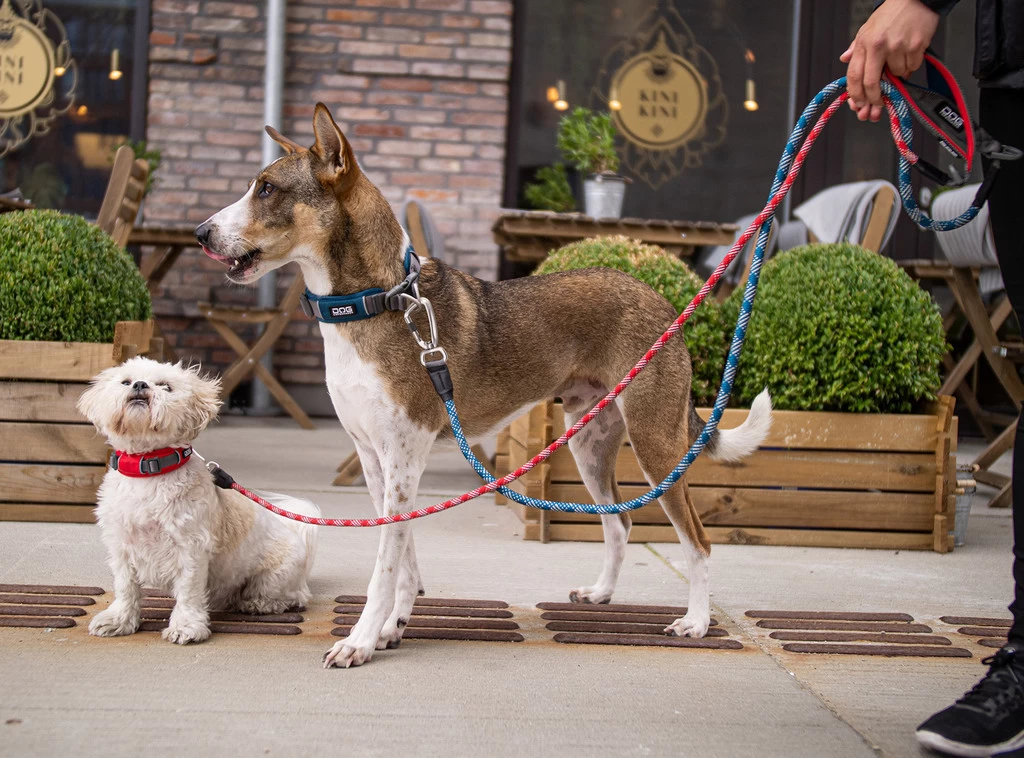 Dog Copenhagen Urban Rope Leash Rood 7 Dog Copenhagen Urban Rope Leash Rood - Afbeelding 5