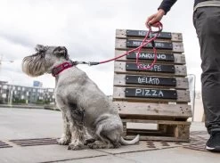 Dog Copenhagen Urban Rope Leash Roze -Sport Verkoop 7e12fd09eeb6d6abb136a4f12fb14eed9bad9949