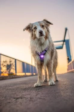 Orbiloc Dog Dual Light Paars -Sport Verkoop 7e7fc4ebb912dad6ad4ff5b4d324f5caf65aaf75