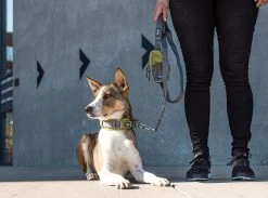 Dog Copenhagen Urban Trail Leash Hondenriem Groen (2020) 13 Dog Copenhagen Urban Trail Leash Hondenriem Groen (2020) -Sport Verkoop 8093f826d55934bd05c4392ec9f9004067d31853