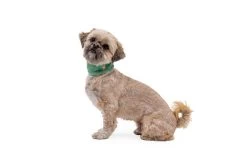 Ruffwear Swamp Cooler Cooling Neck Gaiter Aurora Teal/ Heliotrope Purple -Sport Verkoop 82df60e7d34f46d599f0769adc26ca9ab0eb9d9f