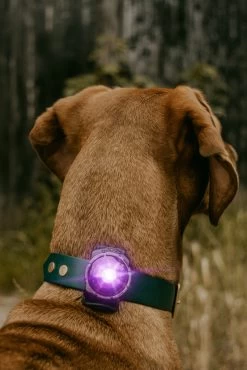 Orbiloc Dog Dual Light Paars -Sport Verkoop 89235d57cdc4f1459d8bf050efb972cdf74c7675