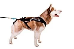 Non-stop Dogwear Non Stop Dogwear Freemotion Harnas ZWART -Sport Verkoop 9a1639ea406f4a6acccf5ee1287ffa55b90d3454