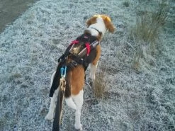 Non-stop Dogwear Non Stop Dogwear Freemotion Harnas ZWART -Sport Verkoop 9c81160b51d45ec509d0d37d99852086216fc309