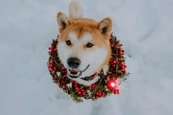 Orbiloc Dog Dual Light Rood -Sport Verkoop 9e79d1fc850f7b157ddd228b7e1a041fe012a9ce