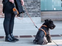 Dog Copenhagen Urban Rope Leash Oranje -Sport Verkoop 9f585c01a1241d2a58feaeab67edcb8db12ee3b5