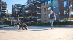 Non-stop Dogwear Non Stop Dogwear Trekking Heupgordel 2.0 Zwart 17 Non-stop Dogwear Non Stop Dogwear Trekking Heupgordel 2.0 Zwart -Sport Verkoop a60c44c94abebbe5657342829cac1922551eed64