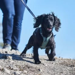 Non-stop Dogwear Non Stop Dogwear Ramble Harnas Groen -Sport Verkoop becc4e7f9f293fcc82c1e6a9023489a4e5281971