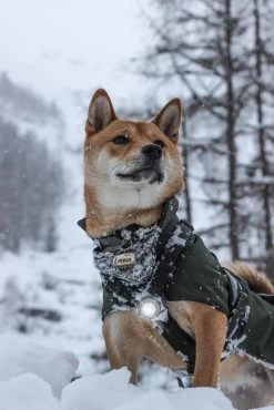 Orbiloc Dog Dual Light Wit -Sport Verkoop c5b0c82d9205c2b5608ecfbbb1a81d364f432eef