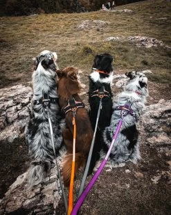 Non-stop Dogwear Non Stop Dogwear Line Harnas Zwart -Sport Verkoop c977039941c8dba913331ab2671d684afd5a14a0 3