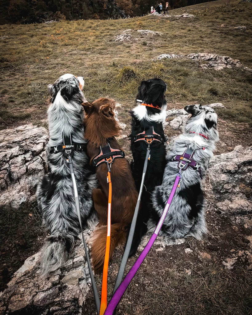 Non-stop Dogwear Non Stop Dogwear Rock Leash 2.0 Paars 5 Non-stop Dogwear Non Stop Dogwear Rock Leash 2.0 Paars - Afbeelding 3