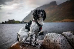 Non-stop Dogwear Non Stop Dogwear Line Harnas Zwart -Sport Verkoop cb69617651ab6383441e1090554c0be6144f4fc6