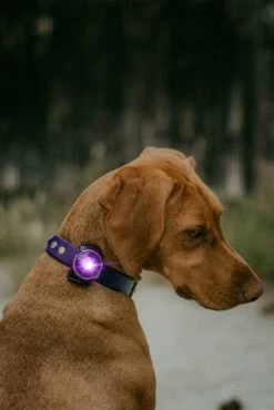 Orbiloc Dog Dual Light Paars -Sport Verkoop cffde70fa3f0339a73b5c7406745309d4a11c80c