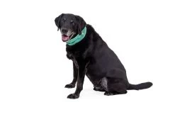 Ruffwear Swamp Cooler Cooling Neck Gaiter Aurora Teal/ Heliotrope Purple -Sport Verkoop d4761146ce8d55e680f713131478046064a5546b