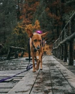 Orbiloc Dog Dual Light Roze -Sport Verkoop d77008193bcee283fec29ada124cda7c944af7ac