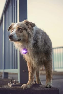 Orbiloc Dog Dual Light Paars -Sport Verkoop da189b95ae83e96d71c2e53d01d8519f3448bcdb