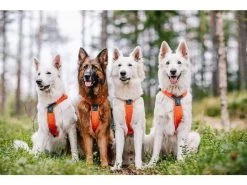 Non-stop Dogwear Non Stop Dogwear Line Harnas 5.0 Feloranje -Sport Verkoop df6e56488415f1971f4fe8963e6059d7d58b213f