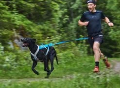 Non-stop Dogwear Non Stop Dogwear Bungee Leash Blauw LIMITED EDTION -Sport Verkoop e0063d3279de9d719af280960b3f721eb2287519