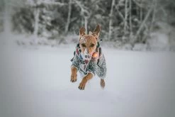 Orbiloc Dog Dual Light Geel -Sport Verkoop e08367ede811b02058e7d1fe4d8b53578bcadd7d