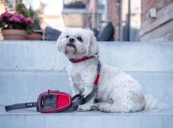 Dog Copenhagen Urban Trail Leash Hondenriem Rood (2020) -Sport Verkoop e16074e21f57888e0fa4a82eae2a71197482b8c1