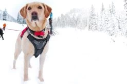 Ruffwear Brush Guard Buikbeschermer -Sport Verkoop e4aba5481f122669fa5b078a721c931b36dab2ef