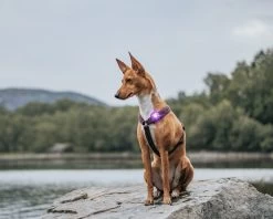 Orbiloc Dog Dual Light Paars -Sport Verkoop e5ff617292647c5a677b05d5b2abeb2d6c11b7a5